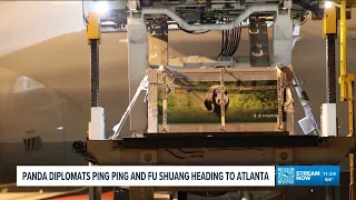 Panda diplomats Ping Ping and Fu Shuang heading to Atlanta