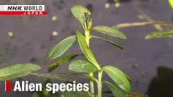 Typhoon rains fuel invasive weed in Japanese farmlandーNHK WORLD-JAPAN NEWS