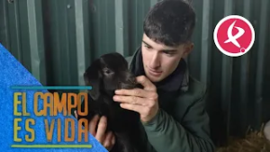 Este chivo demuestra lo caprichosa que es la genética | El campo es vida