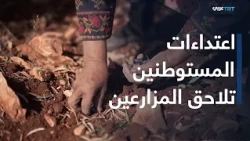Olive Harvest in the West Bank: A Harvest Under Threat