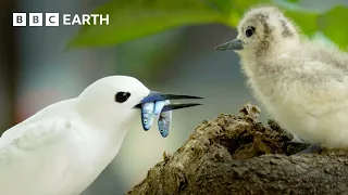 Earth's Spectacular Island Wildlife | BBC Earth