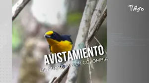 Avistamiento de nueva ave en Colombia - TvAgro por Juan Gonzalo Angel