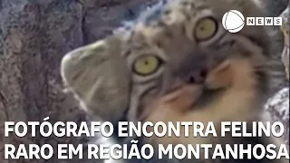 Photographer spots rare feline in mountainous region