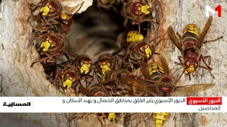 Giant Asian Hornet 021026