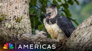 Tom Hanks Narrates the STRUGGLES of Motherhood | The Americas | NBC