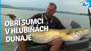 Obří sumci v hlubinách Dunaje.