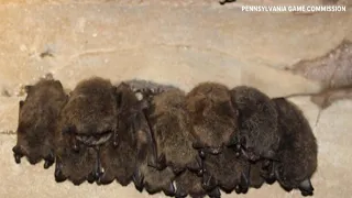 Pa. experts highlight bats' crucial role in pest control amid declining populations
