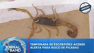 Scorpion season sparks alert for sting risks | Jornal da Band | Happened This Week