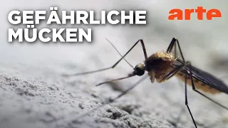 Mückenalarm: Mücken außer Kontrolle? | Doku HD | ARTE