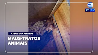 NOW AIRING - Woman arrested for animal cruelty to dogs in Campinas