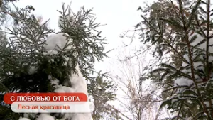 Лесная красавица | С любовью от Бога