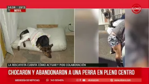 Chocaron y abandonaron a una perra en pleno centro de Paraná - Elonce