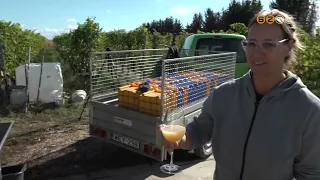 A napokban végeznek a szürettel a csepregi szőlőhegyen