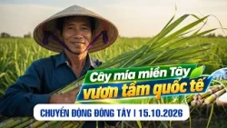Mekong Delta Sugarcane Reaches International Markets | Can Tho