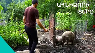 «Քաղաքը բրախեցինք ու 4 երեխեքիս հետ եկա գեղը». ինչու է Հայկը վերադարձել Ծնակուտ