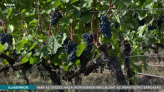 Már az összes hazai borvidéken megjelent az aranyszínű sárgaság - 026.08.21.