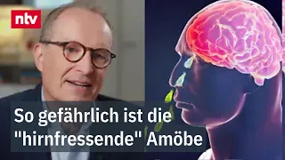 The brain-eating amoeba Naegleria fowleri could appear here in the future, says Dr. Specht | ntv