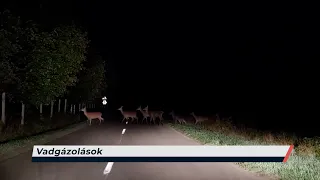 Híradó – 2026.08.14. – Péntek - Sopron TV