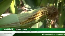 Южна Корея купи 134 хил. тона фуражна царевица, цените леко се повишават