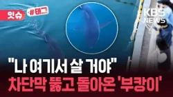 [Issue#Tag] "Buk-i, I thought you went to the open sea!"... Why did it return overnight? / KBS 10...