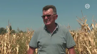 Suša spržila kukuruz u Semberiji, farmeri razmišljaju o odustajanju