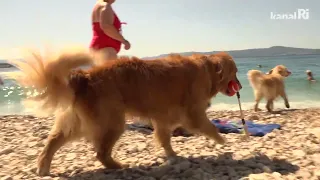 Crikvenička plaža za pse hit među domaćim i stranim gostima
