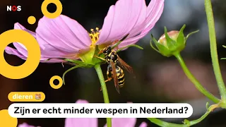 Children participate in national wasp count: 'I find them scary'