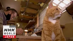 Shiga: Carefree in a Castle Town - A Cat's-Eye View of Japan
