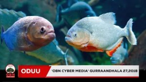 Oduu‘OBN Cyber Media' Guraandhala 27, 2018