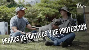 Perros deportivos y de protección: ejercicios del ring francés  - TvAgro por Juan Gonzalo Angel
