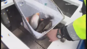 Officials warn against eating fish from Middle Spring Creek due to high PFOS levels