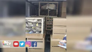 EDİRNE’DE SINIR KAPILARINDA 8 BİN 701 KAÇAK CANLI HAYVAN YAKALANDI