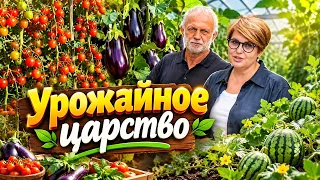 Greenhouse | Eggplants | Tomatoes | How to grow watermelons in the Vitebsk region? | Good luck at...