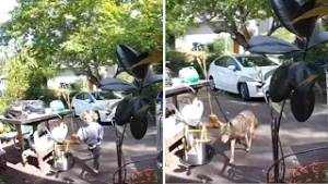 Coyote caught on video chasing 3-year-old boy