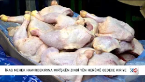 عێراق مانگێکە هاوردەکردنی مریشکی زیندووی هەرێمی کوردستانی قەدەخەکردووە