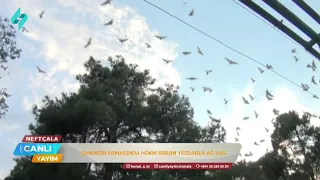Vağ quşları Neftçalada sakinlərin rahatlığını pozur
