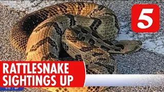 More rattlesnakes spotted across Middle Tennessee this summer