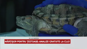 MĂRȚIȘOR PENTRU ȚESTOASE: ANALIZE GRATUITE LA CLUJ