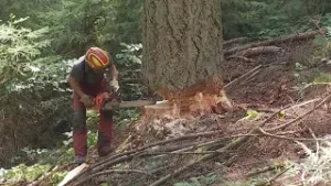 Vorsicht Waldarbeit: Hohe Unfallgefahr bei Baumfällungen