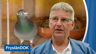 Dreigt de duivensport uit De Westereen te verdwijnen? | FryslânDok