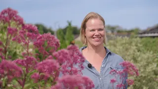 Lenes have har kostet over 400.000 kroner
