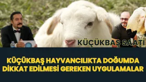 KÜÇÜKBAŞTA DOĞUMDA DİKKAT EDİLMESİ GEREKEN UYGULAMALAR I KÜÇÜKBAŞ SAATİ
