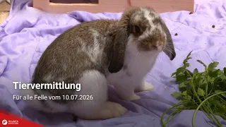 Animal Adoption: For All Furry Friends of 07/10/2026