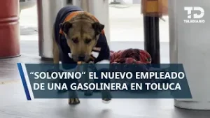 De la calle a la gasolinera: 'Solovino', el perrito que cuida y acompaña a despachadores en Toluca