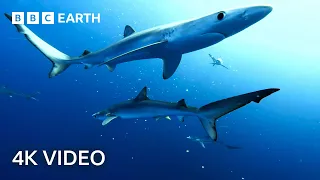 Breathtaking Ocean Wildlife In 4K | BBC Earth