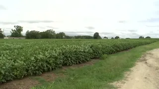 Rain brings hope, but challenges from the drought remain for farmers
