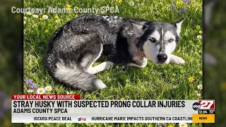 Husky recovering at Adams County SPCA from prong collar injuries