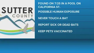 Bat found in Sutter County pool tests positive for rabies experts say