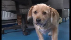 PROGRAM GRATUIT DE STERILIZARE A CÂINILOR CU STĂPÂN