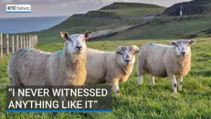 Sheep farmers call for more supports over dog attacks